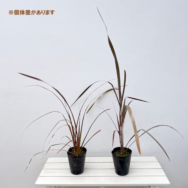 ニューサイラン（花、ガーデニング）の商品一覧 通販 - Yahoo!ショッピング