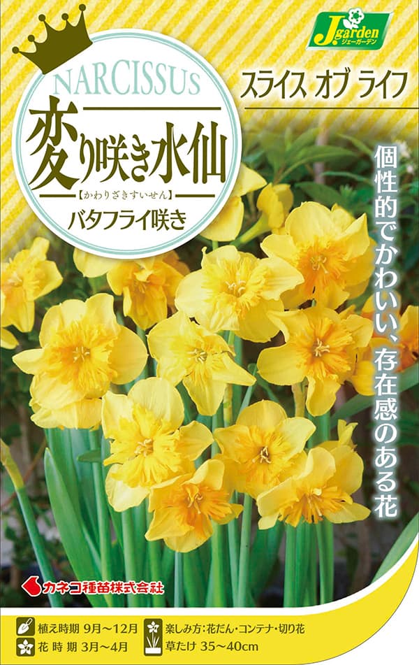 球根 26年9月中下旬予約 水仙 スライスオブライフ2球入り : 園芸ネット