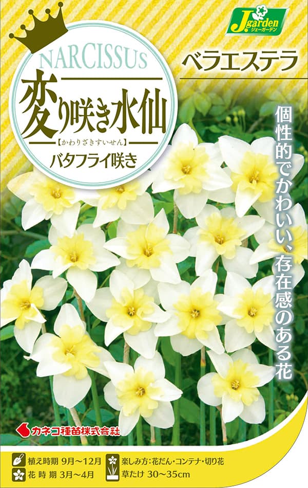 球根 26年9月中下旬予約 水仙 ベラエステラ...の詳細画像1