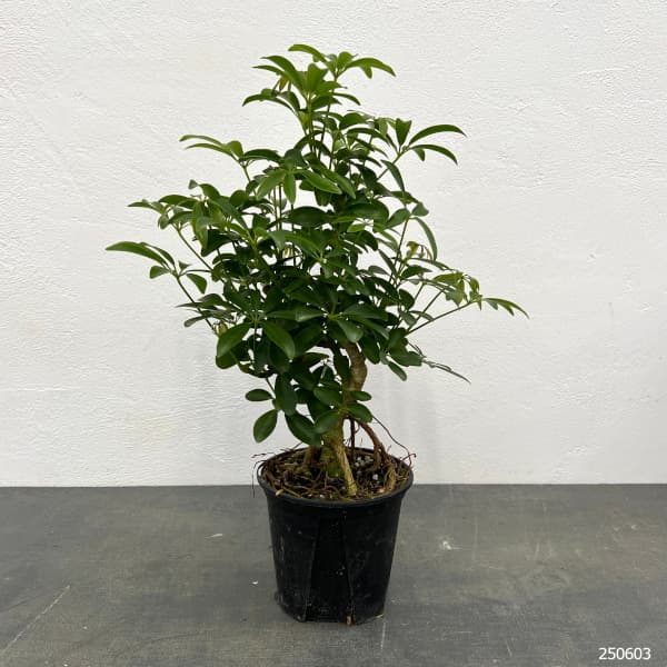 観葉植物 シェフレラ コンパクタ 3.5号硬質ポット : 園芸ネット - 通販 観葉植物 シェフレラ コンパクタ 3.5号硬質ポット : 園芸ネット - 通販