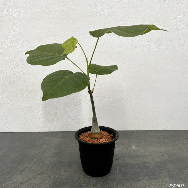 観葉植物 プセウドボンバックス エリプチクム ...の詳細画像2