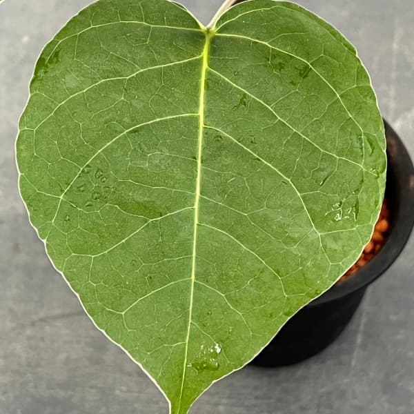 観葉植物 プセウドボンバックス エリプチクム ...の詳細画像3