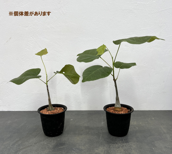 観葉植物 プセウドボンバックス エリプチクム ...の詳細画像1