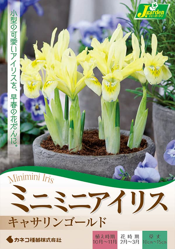 球根 26年9月中下旬予約 アイリス(ミニ) ...の詳細画像1