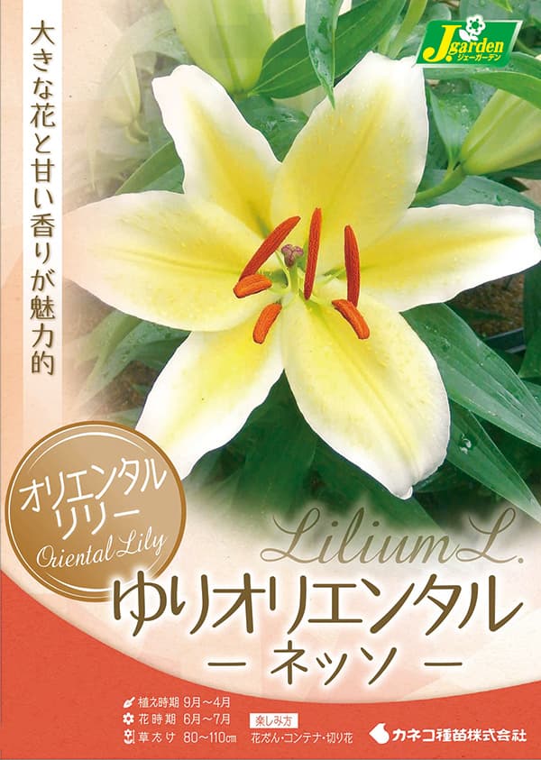 球根 26年10月中下旬予約 ユリ オリエンタ...の詳細画像1