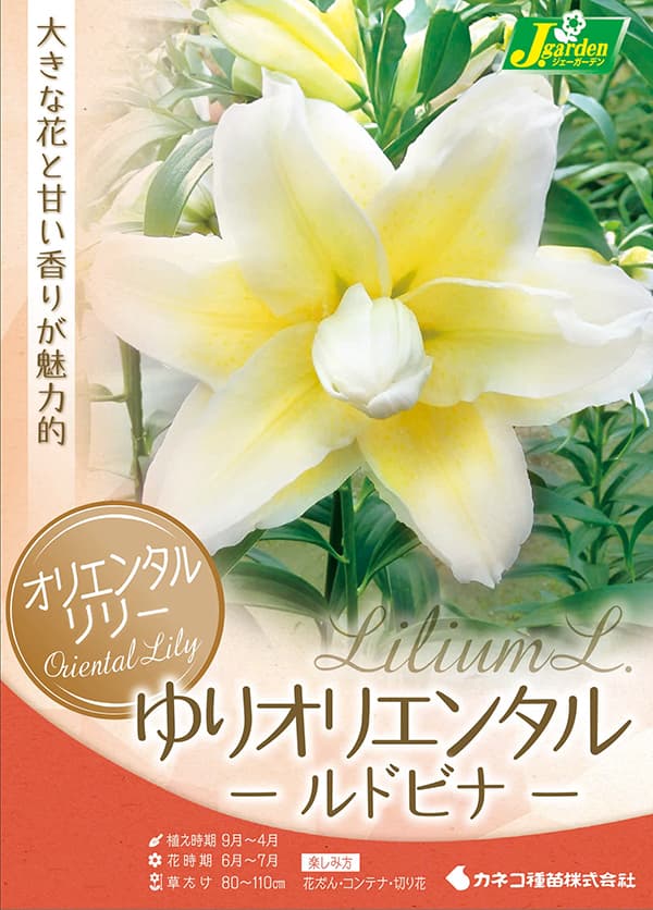 球根 26年10月中下旬予約 ユリ 八重咲きオ...の詳細画像1