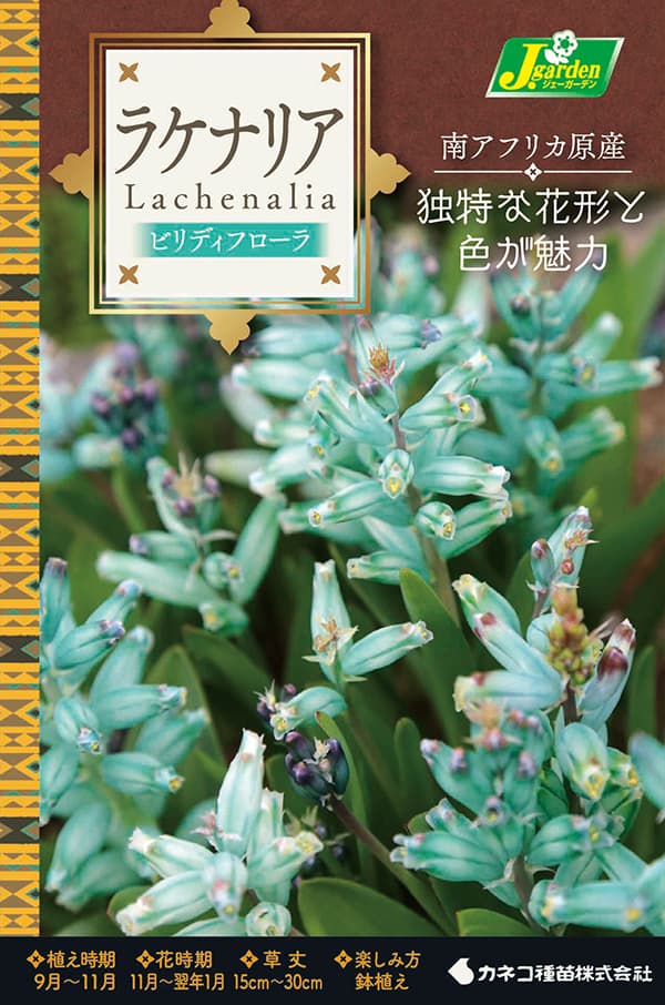 球根 26年8月下旬予約 ラケナリア ビリディ...の詳細画像1
