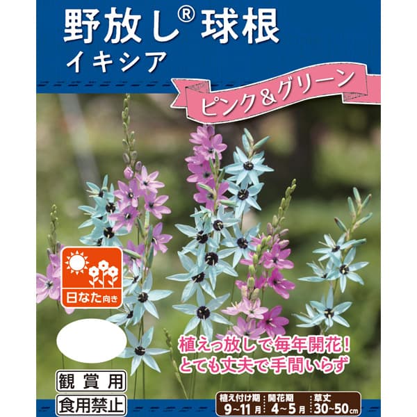 球根 26年9月中下旬予約 イキシア ピンク&...の詳細画像1
