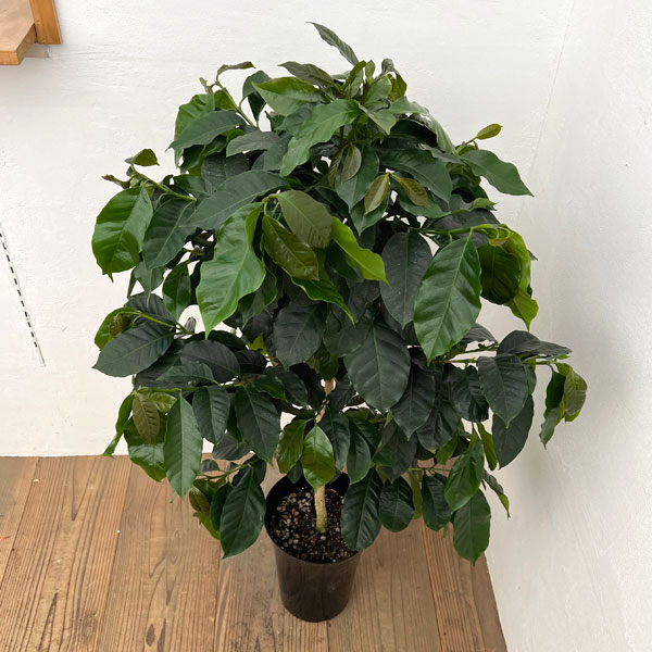 観葉植物 アーリーサマーセール コーヒーの木 ...の詳細画像2