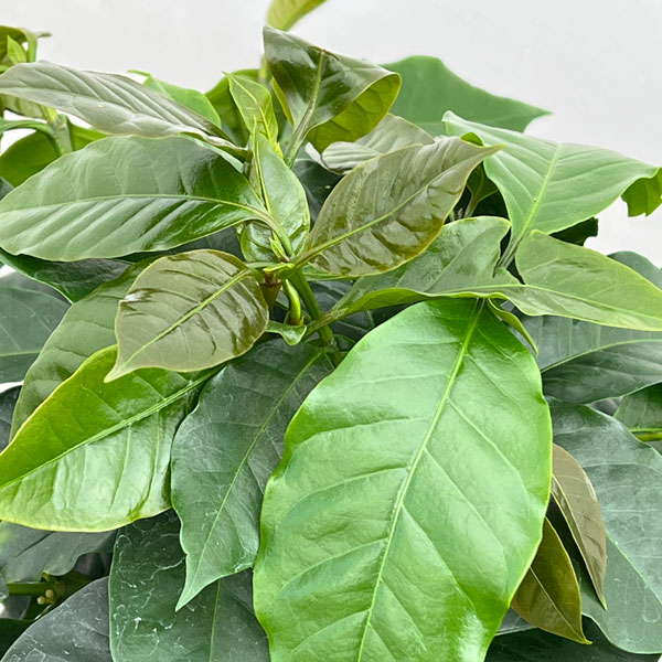 観葉植物 アーリーサマーセール コーヒーの木 ...の詳細画像3