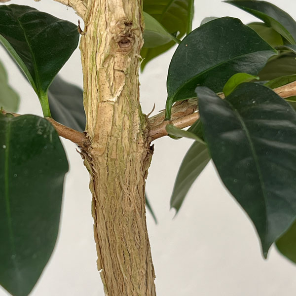 観葉植物 アーリーサマーセール コーヒーの木 ...の詳細画像4