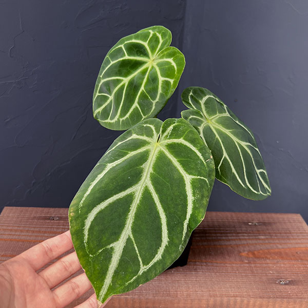 アンスリウム ドラヤキのおすすめ人気ランキングTOP90 - Yahoo