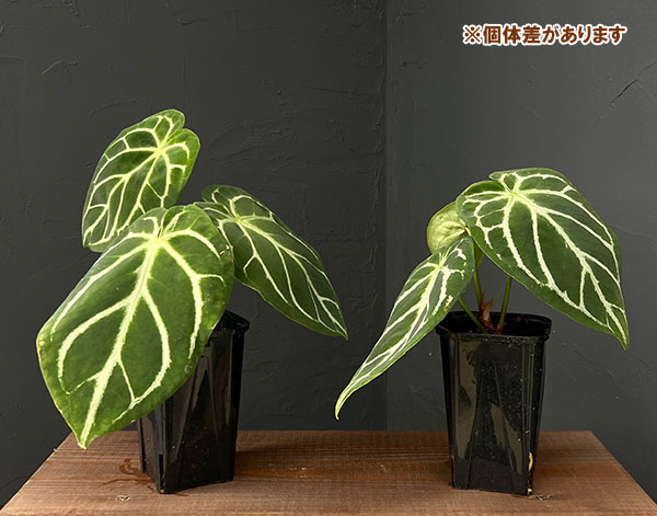 観葉植物 （わけあり特価）アンスリウム ドラヤキ×クリスタリナム 3.5