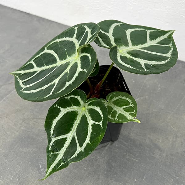 アンスリウム ドラヤキ 週末セール a_plants | アンスリウム ドラヤキ 販売中！ #アンスリウム