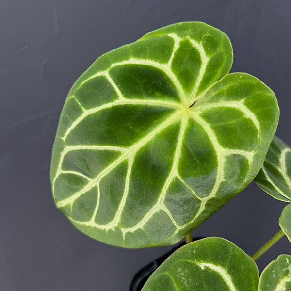 観葉植物 （わけあり特価）アンスリウム ドラヤキ×クリスタリナム 3.5