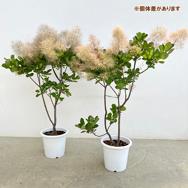 花木 庭木の苗/スモークツリー ピンクファー7号鉢入り : 園芸