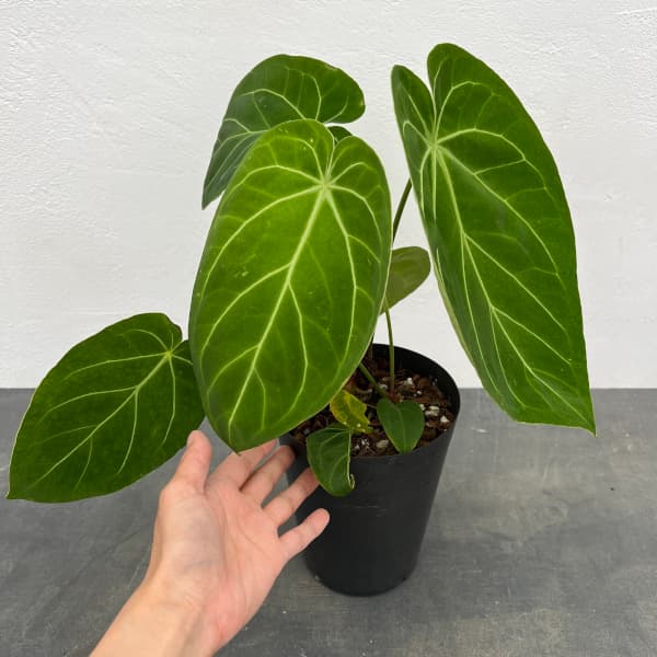 観葉植物/アンスリウム：フォルゲッティ 5号ポット 楽天市場