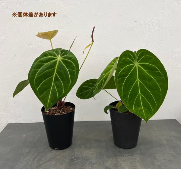 観葉植物/アンスリウム：フォルゲッティ 5号ポット アンスリウム