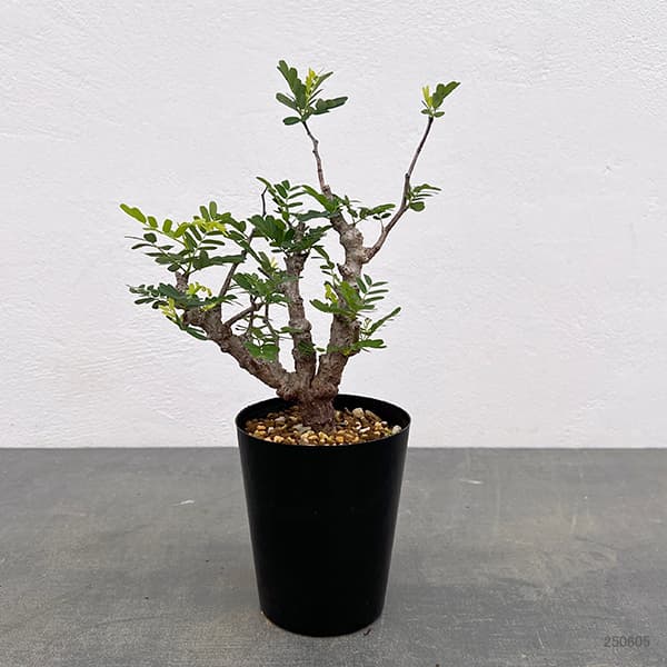 観葉植物 棚卸セール センナ メリディオナリス 3号25-12 : 園芸ネット