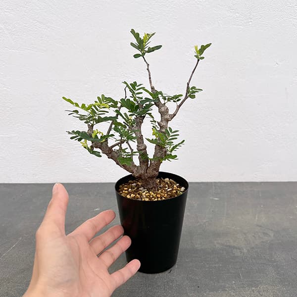 観葉植物 センナ メリディオナリス 3号25-12 : 園芸ネット - 通販