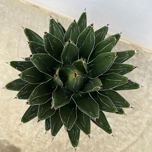 アガベ 笹の雪のおすすめ人気商品一覧 通販 - Yahoo!ショッピング