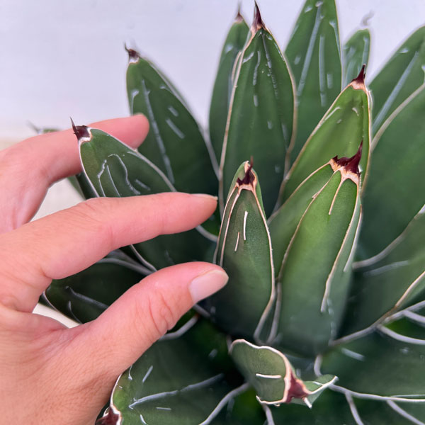 アガベ 笹の雪のおすすめ人気商品一覧 通販 - Yahoo!ショッピング