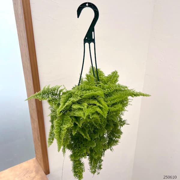 観葉植物 ネフロレピス マリッサ 5号吊り鉢の詳細画像5