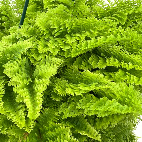 観葉植物 ネフロレピス マリッサ 5号吊り鉢の詳細画像1