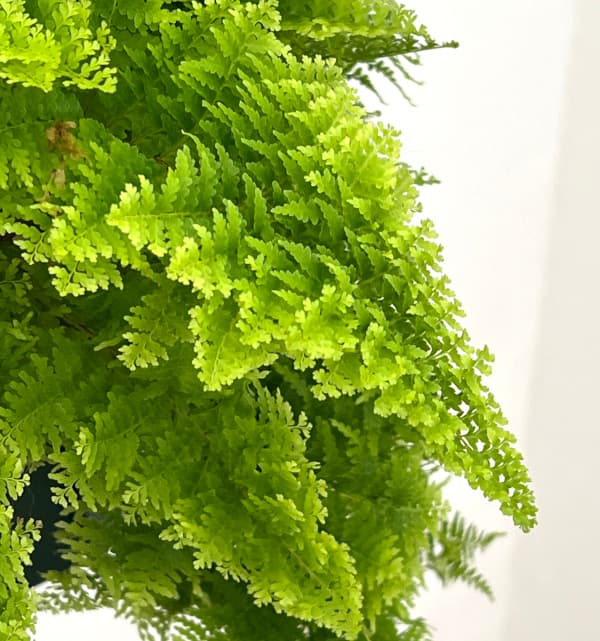 観葉植物 ネフロレピス マリッサ 5号吊り鉢の詳細画像2