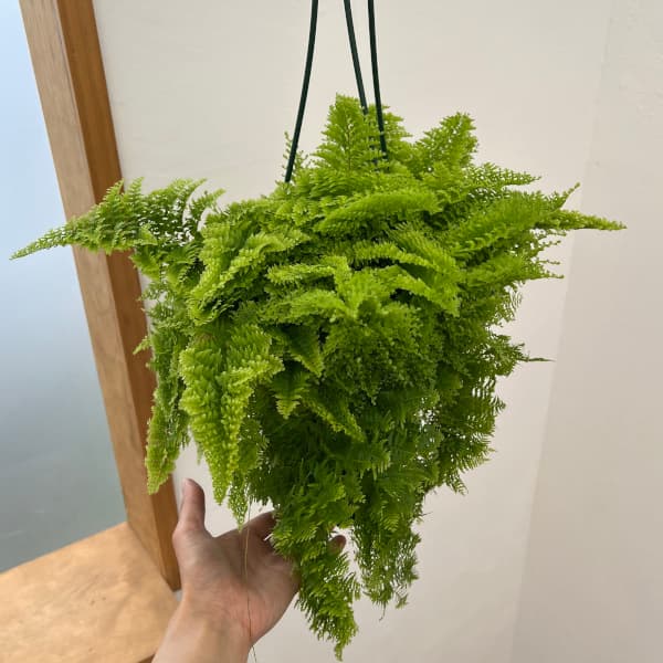 観葉植物 ネフロレピス マリッサ 5号吊り鉢の詳細画像3