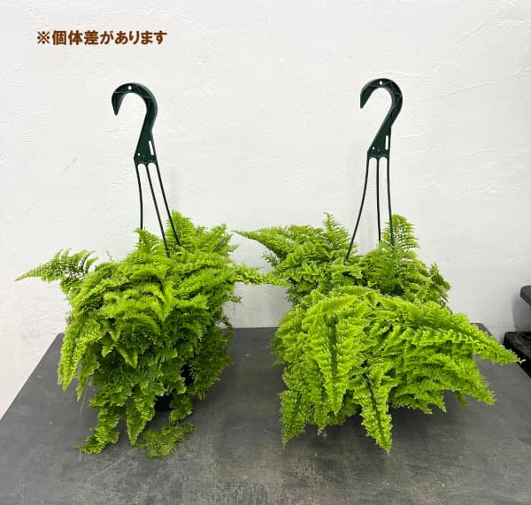 観葉植物 ネフロレピス マリッサ 5号吊り鉢の詳細画像4