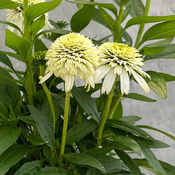 草花の苗 サマーセール エキナセア デリシャス...の詳細画像3