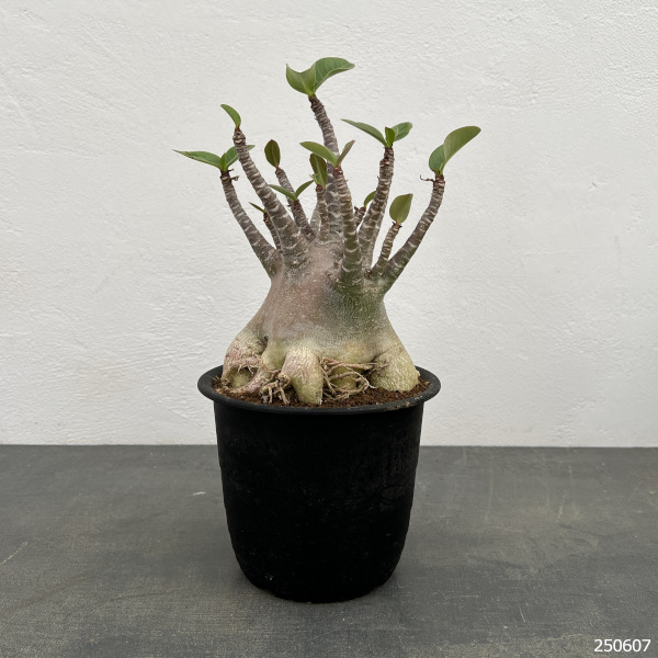 観葉植物/アデニウム ：アラビカム ブラックスキン 5号25-01 ザ