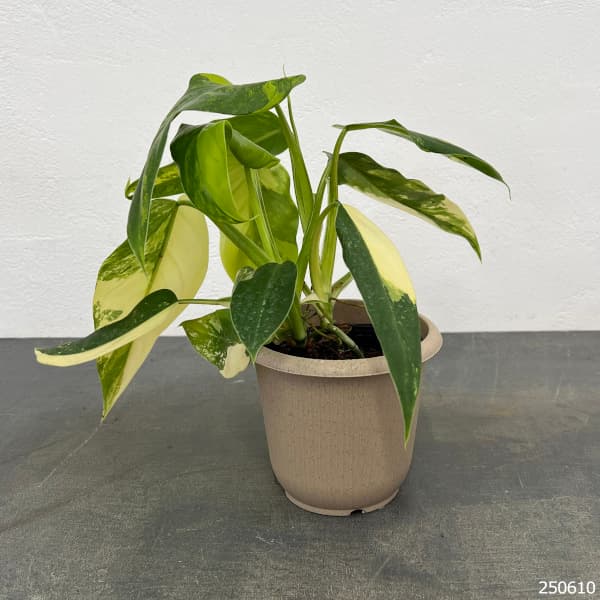 観葉植物 フィロデンドロン ドメスティカム（斑入り） 4号25-01 : 園芸