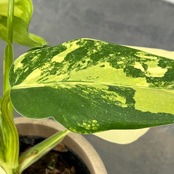 フィロデンドロン　ドメスティカム　斑入り　No.001　3号鉢、送料込 セール】フィロデンドロン ドメスティカム 斑入り No.001 3号鉢、送料