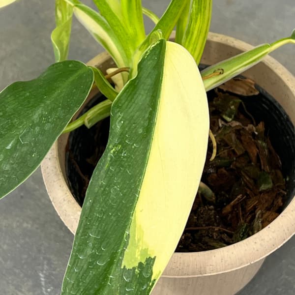 観葉植物/フィロデンドロン：ドメスティカム（斑入り） 4号25-01 ザ