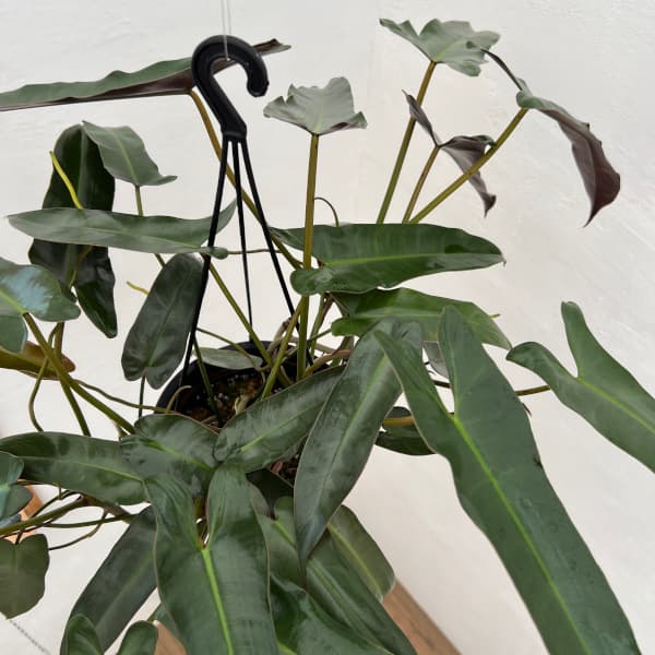 観葉植物/フィロデンドロン：アタバボエンセ 6号吊り鉢 : 園芸