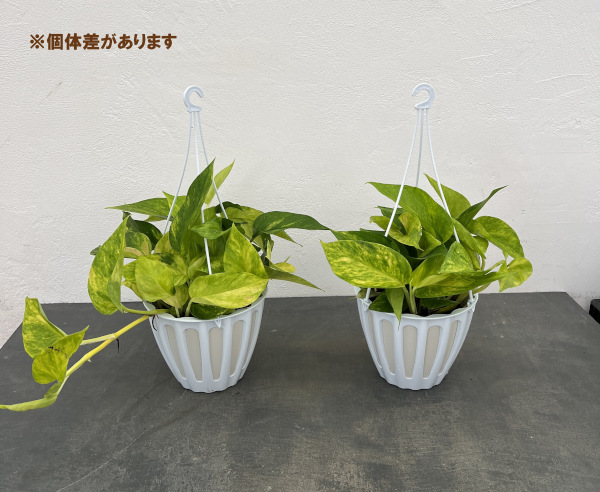 観葉植物/ポトス：テルノマドンナ 5号吊り鉢 ザ・ファームセレクト