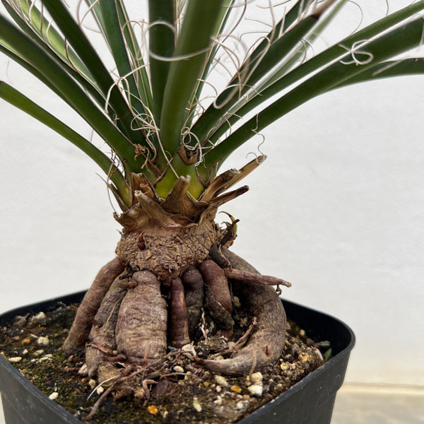 ユッカリギダ（観葉植物） | 花、ガーデニング のおすすめ人気商品一覧