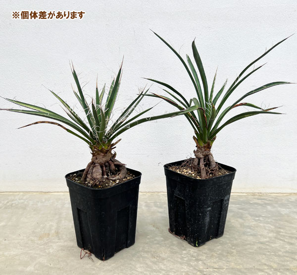 ユッカ ロストラータ（観葉植物） | 花、ガーデニング のおすすめ人気