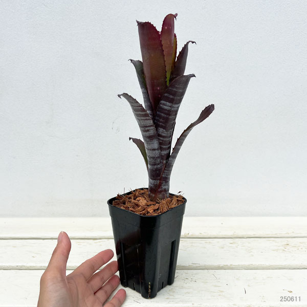 ビルベルギアのおすすめ人気商品一覧 通販 - Yahoo!ショッピング