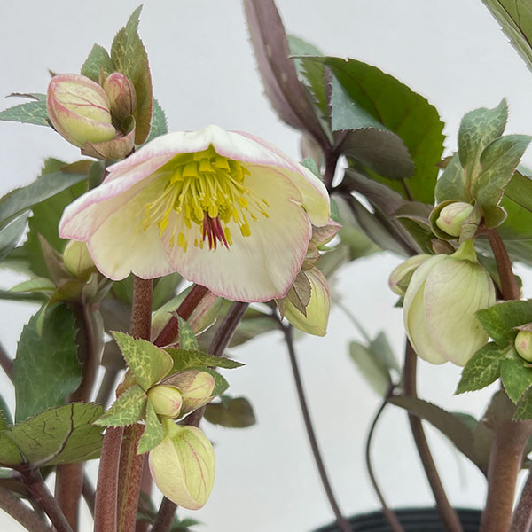 園芸ネット - クリスマスローズ開花株｜Yahoo!ショッピング