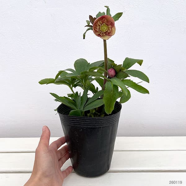 クリスマスローズ *サンセットオーケストラ4.5号ポット : 園芸ネット