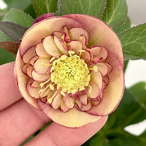 ポンタ　クリスマスローズセット 楽天市場】杉山交配 クリスマスローズダブル苗3株セット 花苗