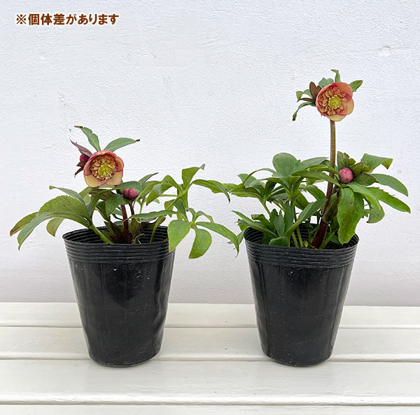 クリスマスローズ *サンセットオーケストラ4.5号ポット : 園芸ネット