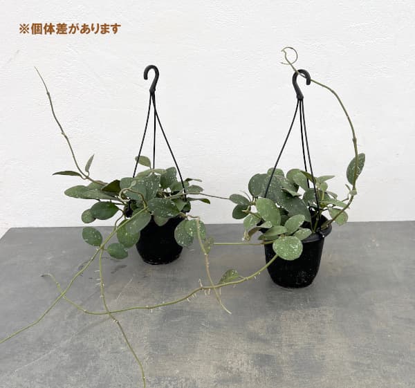 園芸ネット - 新商品 NEW!｜Yahoo!ショッピング