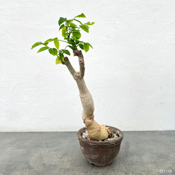 モリンガ 苗のおすすめ人気商品一覧 通販 - Yahoo!ショッピング