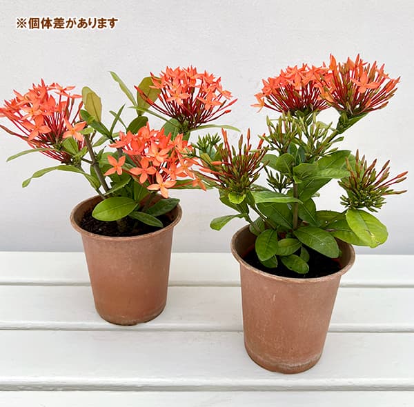 (わけあり特価)サンタンカ チャームオレンジ4...の詳細画像4