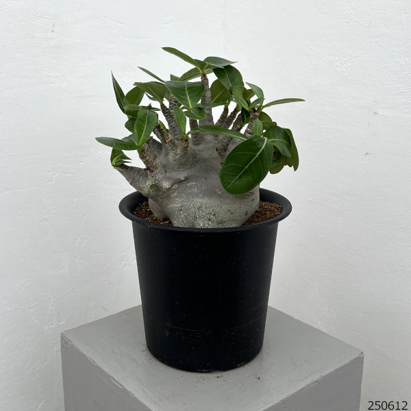 ピ*ウ様 アデニウム　大株　オススメ品 アデニウム（観葉植物） | 花、ガーデニング のおすすめ人気商品