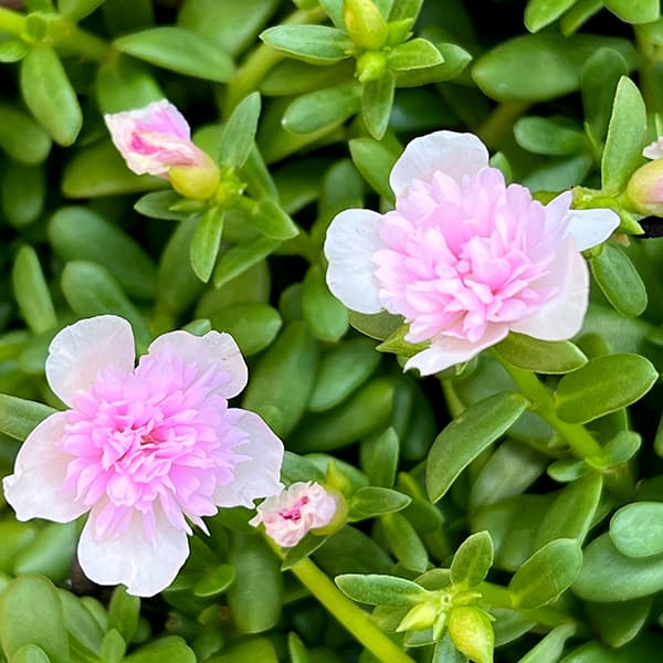 草花の苗 ポーチュラカ(八重咲き・サンシャイン...の詳細画像3
